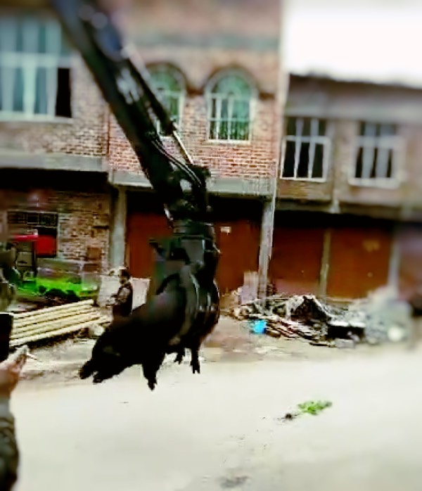 宝鼎抓木机抓猪 宝鼎抓木机抓猪