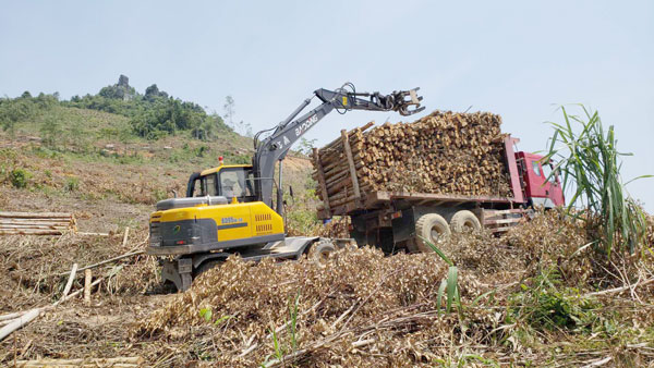 宝鼎抓木机作业现场.jpg 宝鼎抓木机作业现场.jpg