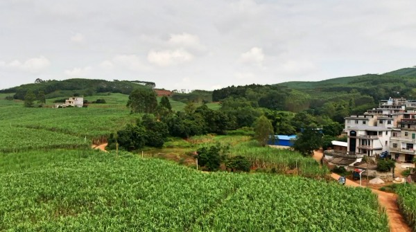 宝鼎抓木机广西甘蔗林致富